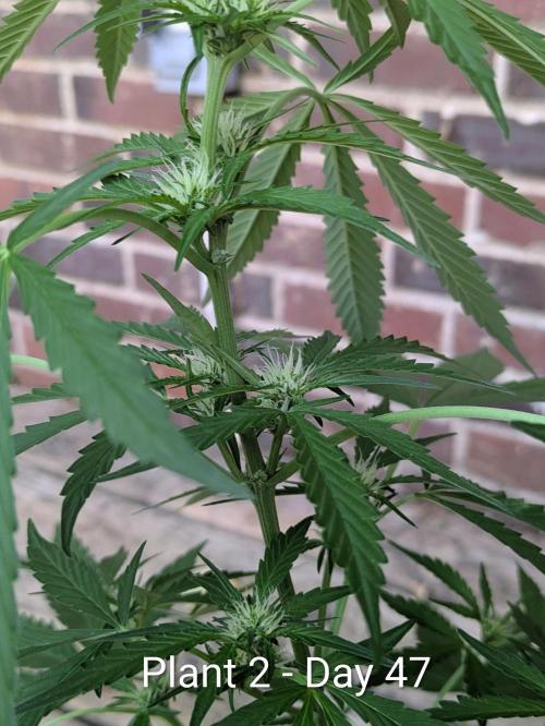 2nd Outdoor Grow - Mystic Gorilla Auto. Week 6