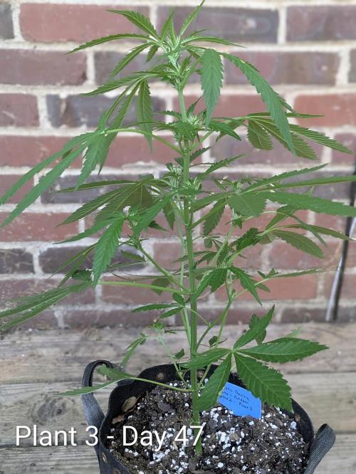 2nd Outdoor Grow - Mystic Gorilla Auto. Week 6