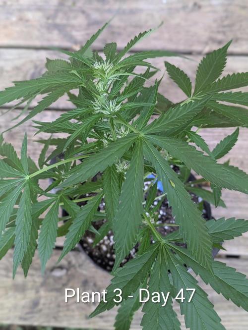 2nd Outdoor Grow - Mystic Gorilla Auto. Week 6