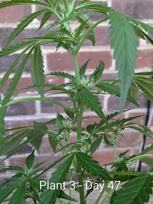 Mystic Gorilla Auto. Week 6