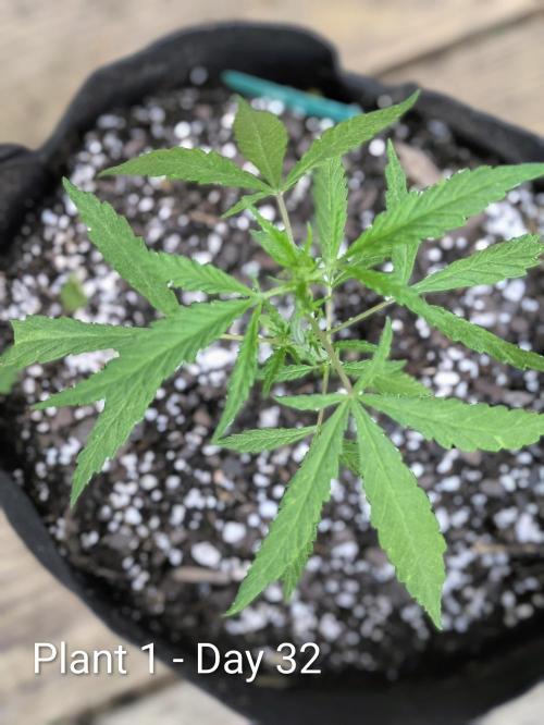 3rd Outdoor Grow - Purple Lemonade RF3. Week 4