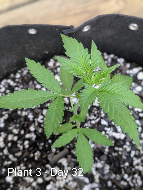 3rd Outdoor Grow - Purple Lemonade RF3. Week 4