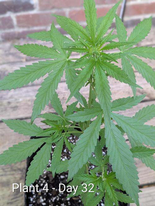 3rd Outdoor Grow - Purple Lemonade RF3. Week 4