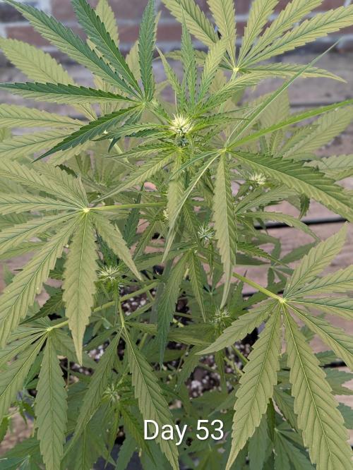 1st Outdoor Grow - Mystic Gorilla Auto. Week 7