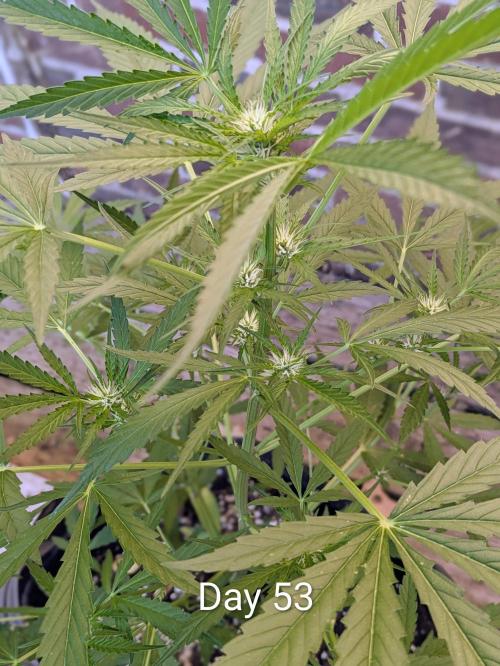 1st Outdoor Grow - Mystic Gorilla Auto. Week 7