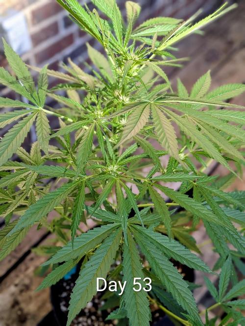 1st Outdoor Grow - Mystic Gorilla Auto. Week 7