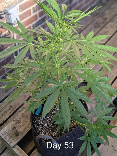 1st Outdoor Grow - Mystic Gorilla Auto. Week 7