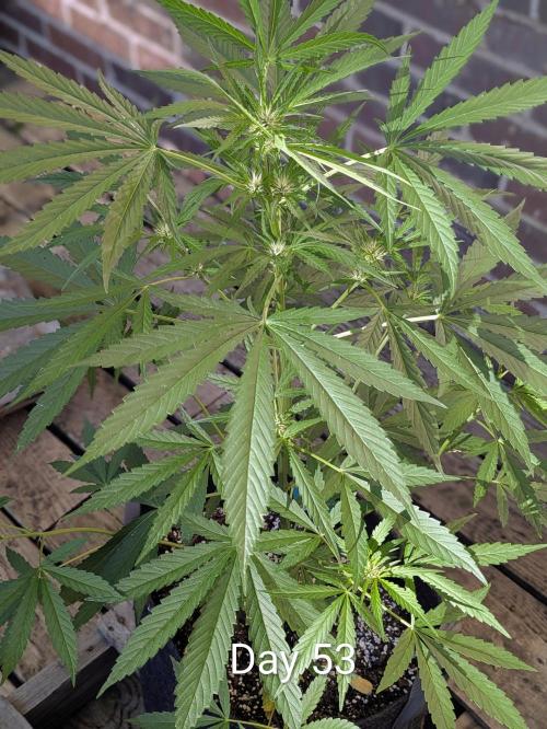 1st Outdoor Grow - Mystic Gorilla Auto. Week 7