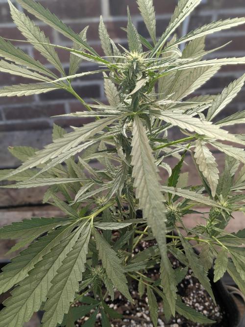 2nd Outdoor Grow - Mystic Gorilla Auto. Week 7