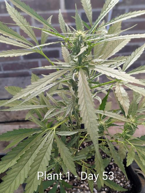 2nd Outdoor Grow - Mystic Gorilla Auto. Week 7