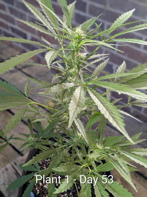 2nd Outdoor Grow - Mystic Gorilla Auto. Week 7