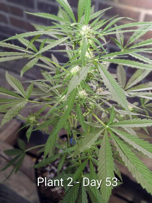 2nd Outdoor Grow - Mystic Gorilla Auto. Week 7