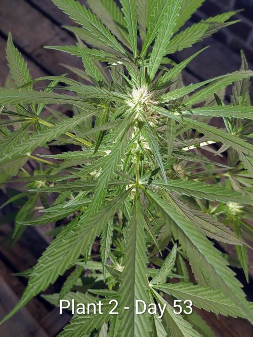2nd Outdoor Grow - Mystic Gorilla Auto. Week 7