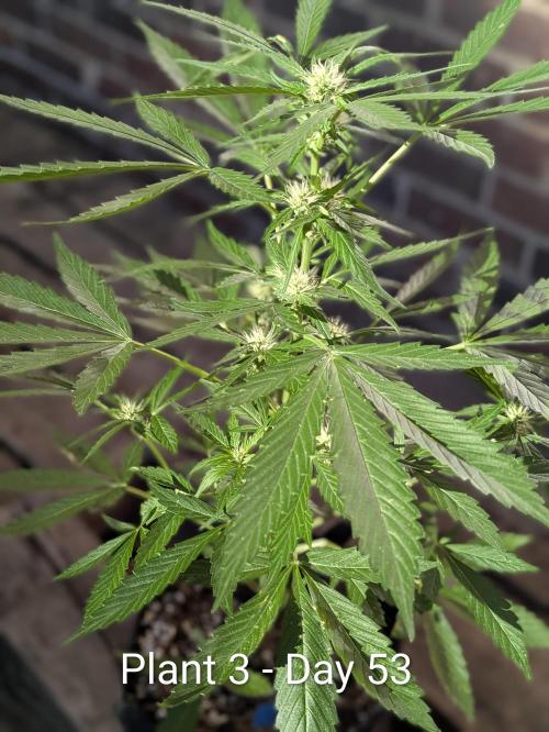 2nd Outdoor Grow - Mystic Gorilla Auto. Week 7