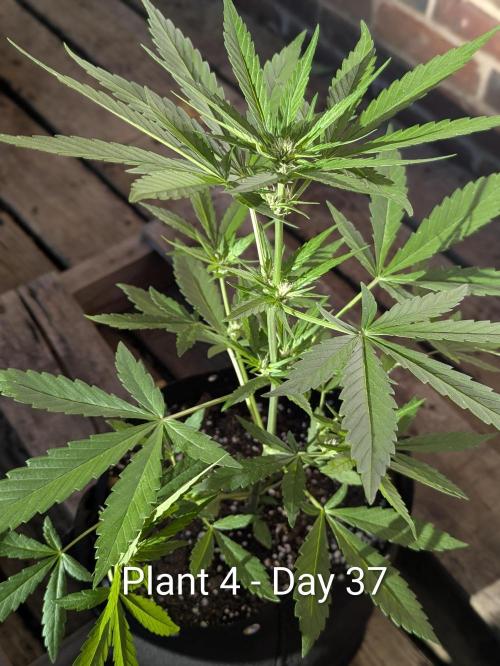 3rd Outdoor Grow - Purple Lemonade RF3. Week 5