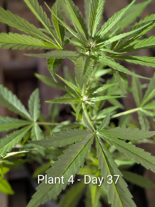 3rd Outdoor Grow - Purple Lemonade RF3. Week 5