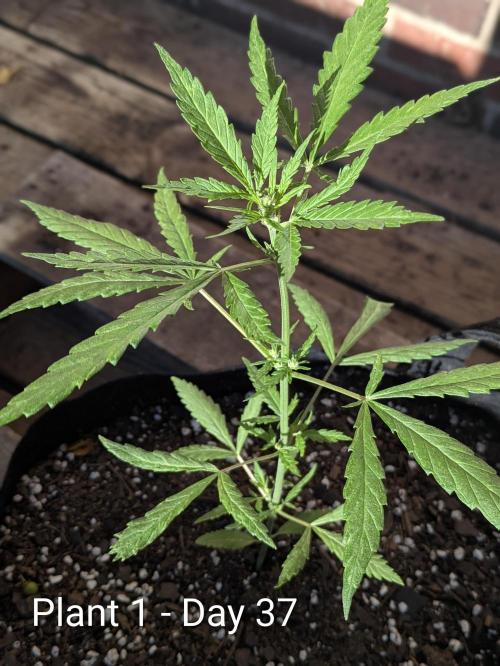 3rd Outdoor Grow - Purple Lemonade RF3. Week 5