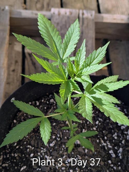 3rd Outdoor Grow - Purple Lemonade RF3. Week 5