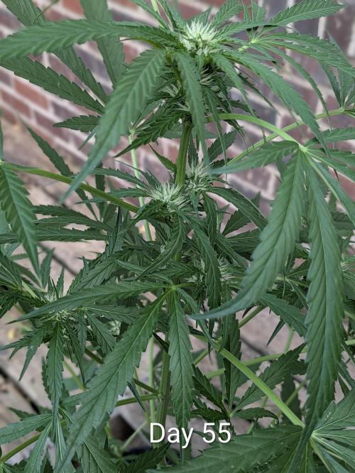 1st Outdoor Grow - Mystic Gorilla Auto. Week 7
