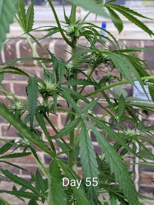 1st Outdoor Grow - Mystic Gorilla Auto. Week 7