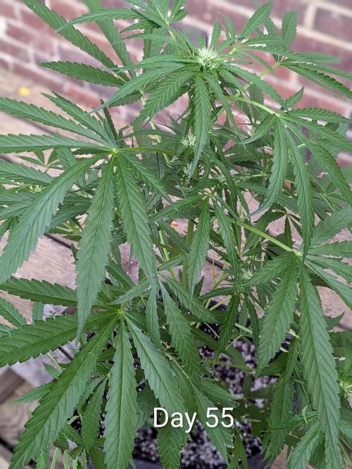 1st Outdoor Grow - Mystic Gorilla Auto. Week 7