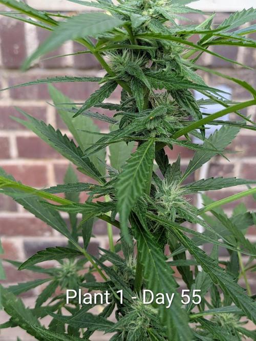 2nd Outdoor Grow - Mystic Gorilla Auto. Week 7