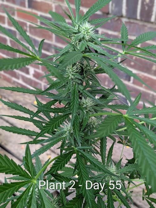 2nd Outdoor Grow - Mystic Gorilla Auto. Week 7
