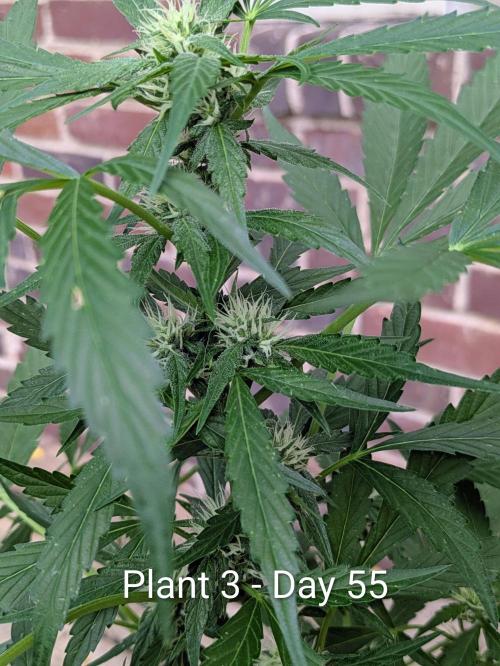 2nd Outdoor Grow - Mystic Gorilla Auto. Week 7
