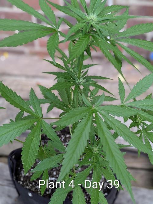 3rd Outdoor Grow - Purple Lemonade RF3. Week 5