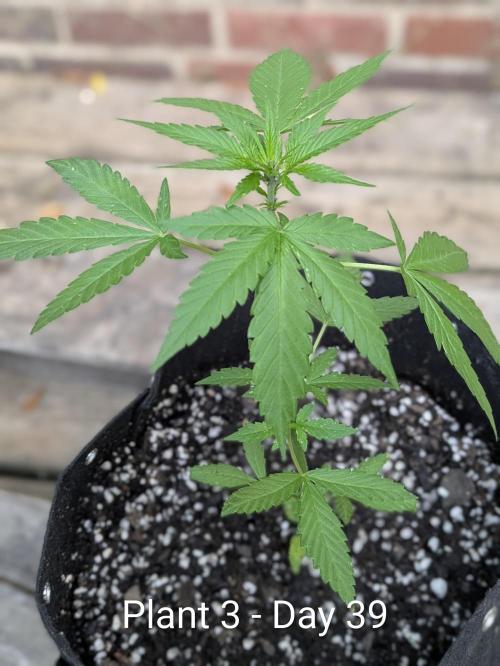 3rd Outdoor Grow - Purple Lemonade RF3. Week 5
