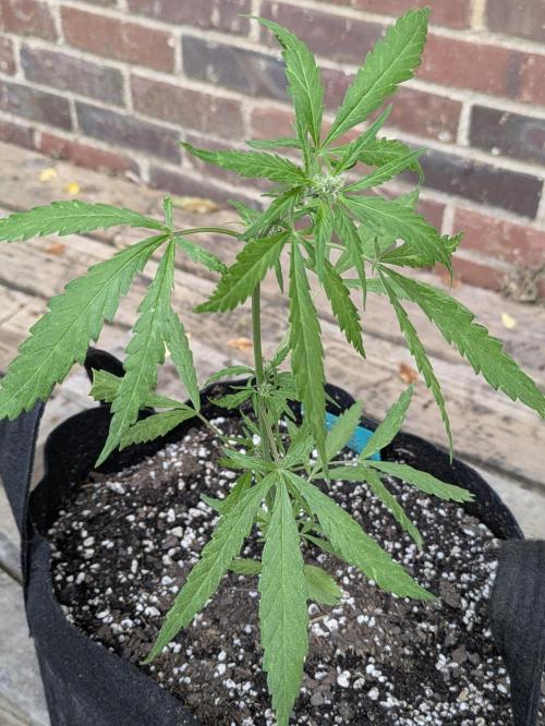 3rd Outdoor Grow - Purple Lemonade RF3. Week 5