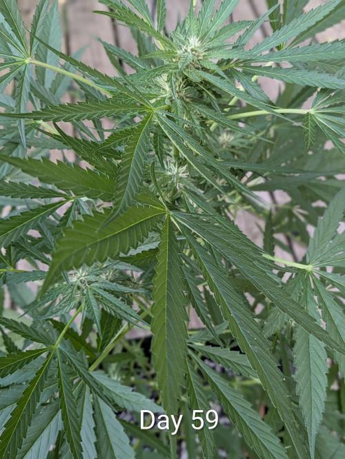 1st Outdoor Grow - Mystic Gorilla Auto. Week 8