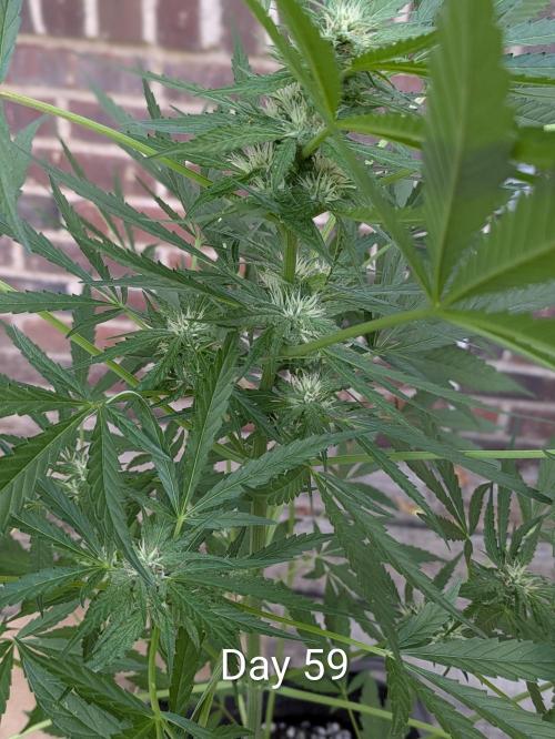 1st Outdoor Grow - Mystic Gorilla Auto. Week 8