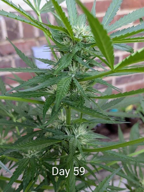 1st Outdoor Grow - Mystic Gorilla Auto. Week 8