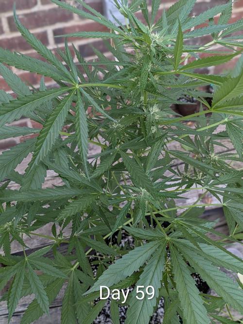 1st Outdoor Grow - Mystic Gorilla Auto. Week 8
