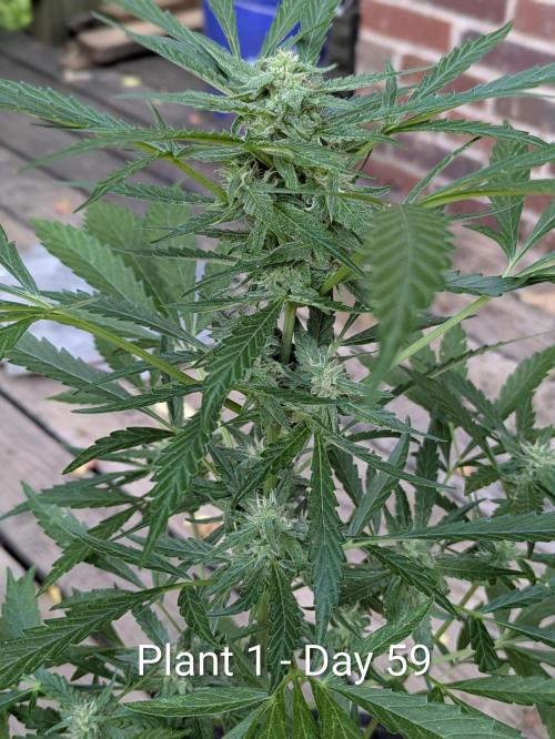 2nd Outdoor Grow - Mystic Gorilla Auto. Week 8