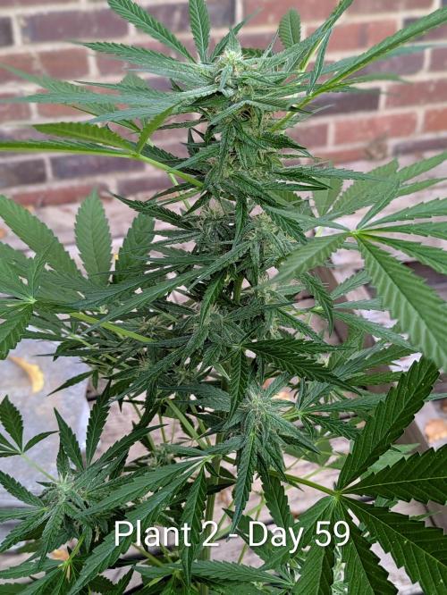 2nd Outdoor Grow - Mystic Gorilla Auto. Week 8
