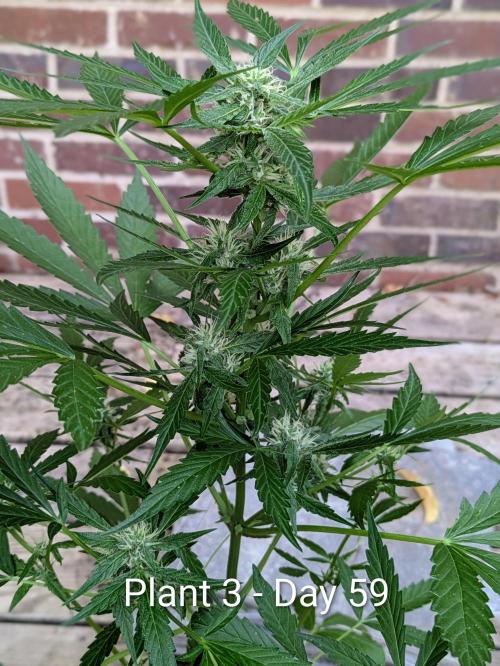 2nd Outdoor Grow - Mystic Gorilla Auto. Week 8