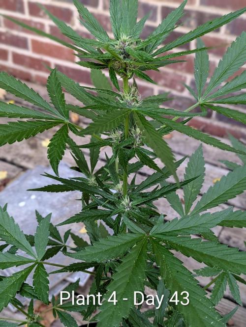 3rd Outdoor Grow - Purple Lemonade RF3. Week 6