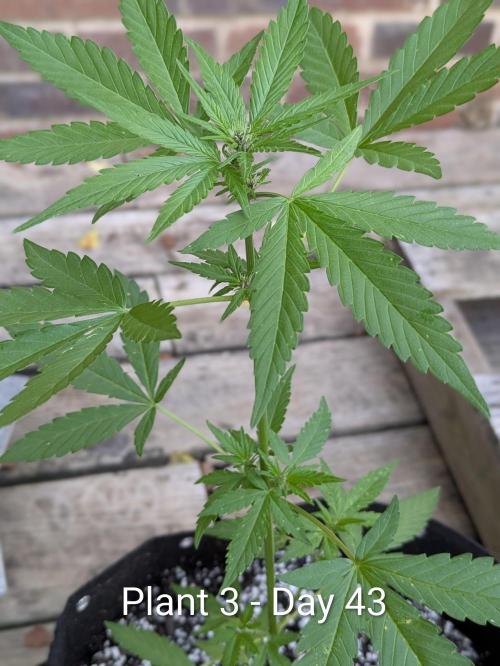 3rd Outdoor Grow - Purple Lemonade RF3. Week 6