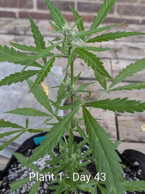 3rd Outdoor Grow - Purple Lemonade RF3. Week 6