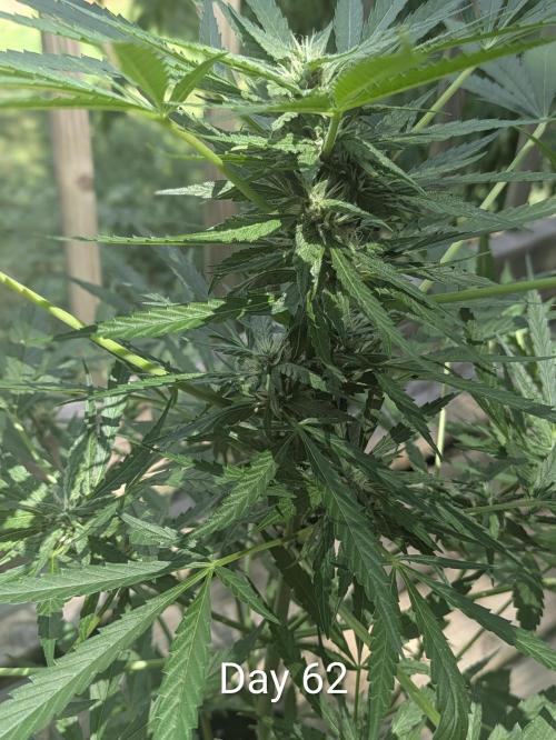 1st Outdoor Grow - Mystic Gorilla Auto. Week 8