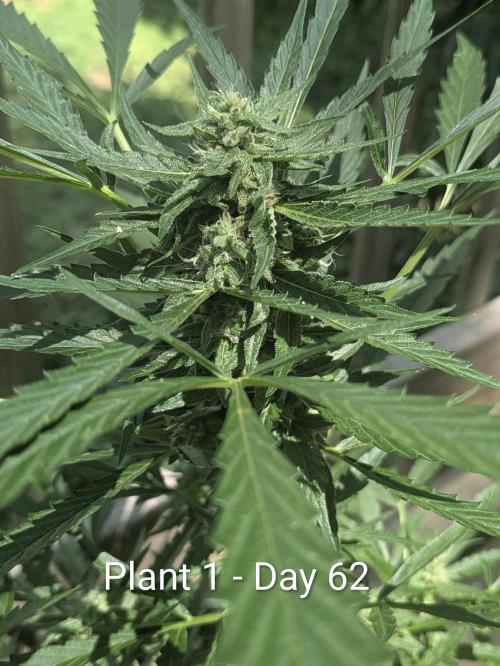 2nd Outdoor Grow - Mystic Gorilla Auto. Week 8