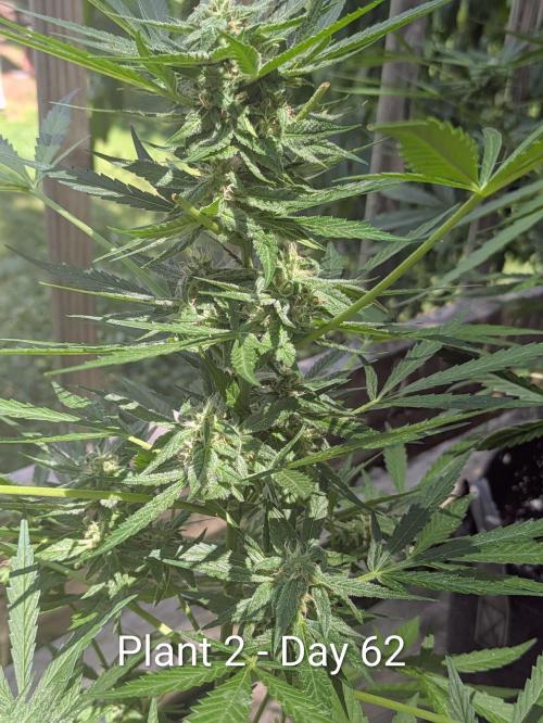 2nd Outdoor Grow - Mystic Gorilla Auto. Week 8