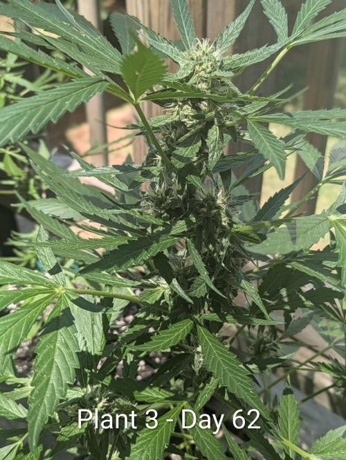 2nd Outdoor Grow - Mystic Gorilla Auto. Week 8