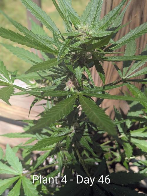 3rd Outdoor Grow - Purple Lemonade RF3. Week 6