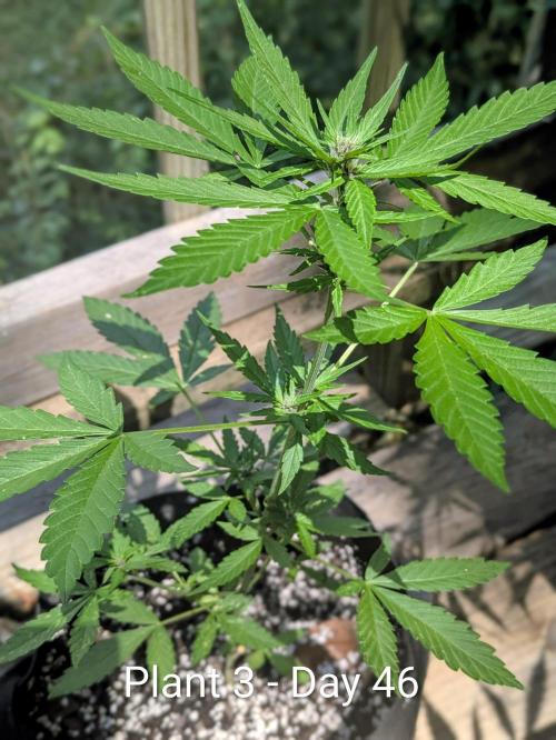 3rd Outdoor Grow - Purple Lemonade RF3. Week 6