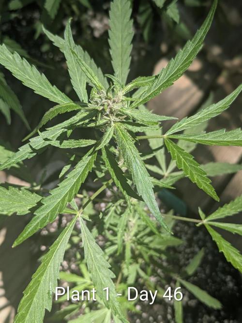 3rd Outdoor Grow - Purple Lemonade RF3. Week 6