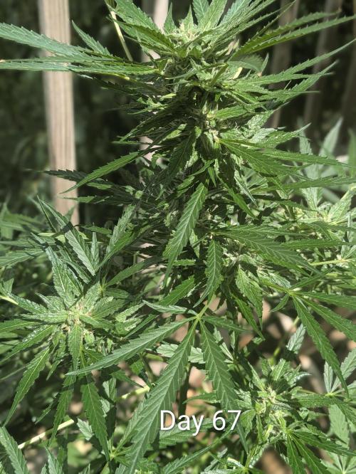 1st Outdoor Grow - Mystic Gorilla Auto. Week 9