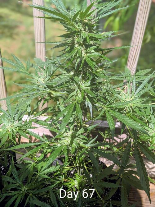 1st Outdoor Grow - Mystic Gorilla Auto. Week 9